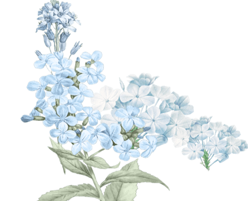 Bunga gazebo kiri.png